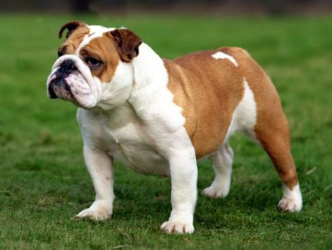 angol-bulldog-1.jpg